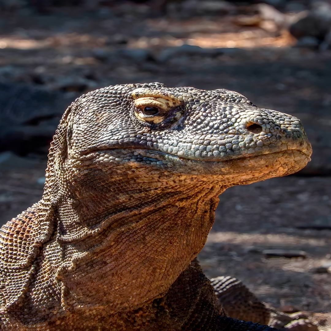 Komodo Adventurer Extended Journey Liveaboard