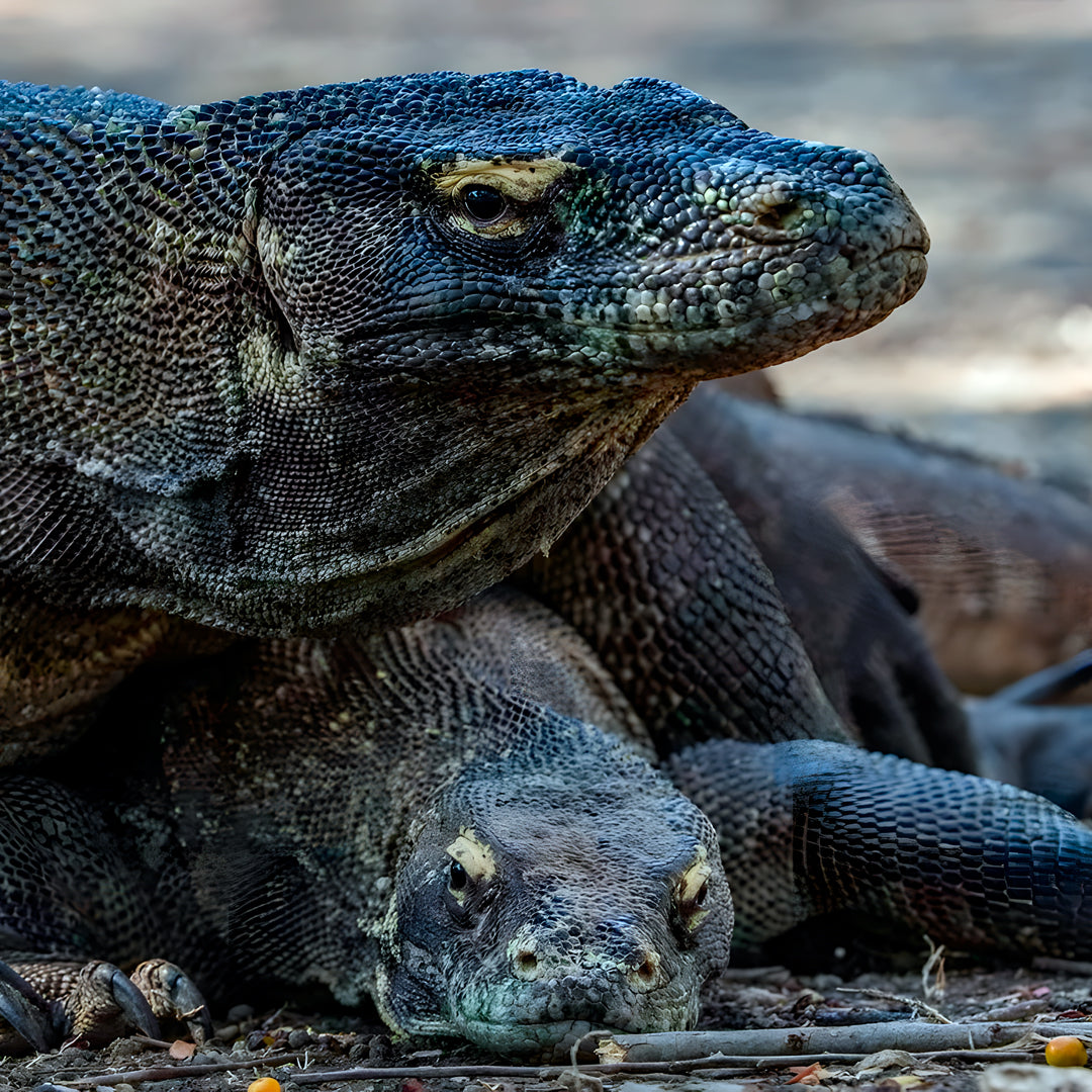 Komodo Expedition Liveaboard