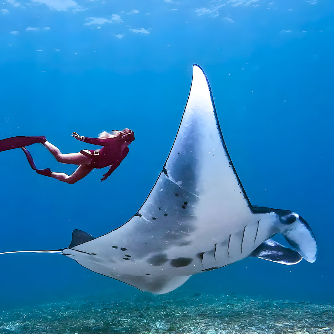 Komodo Island Liveaboard Eunoia Freediving