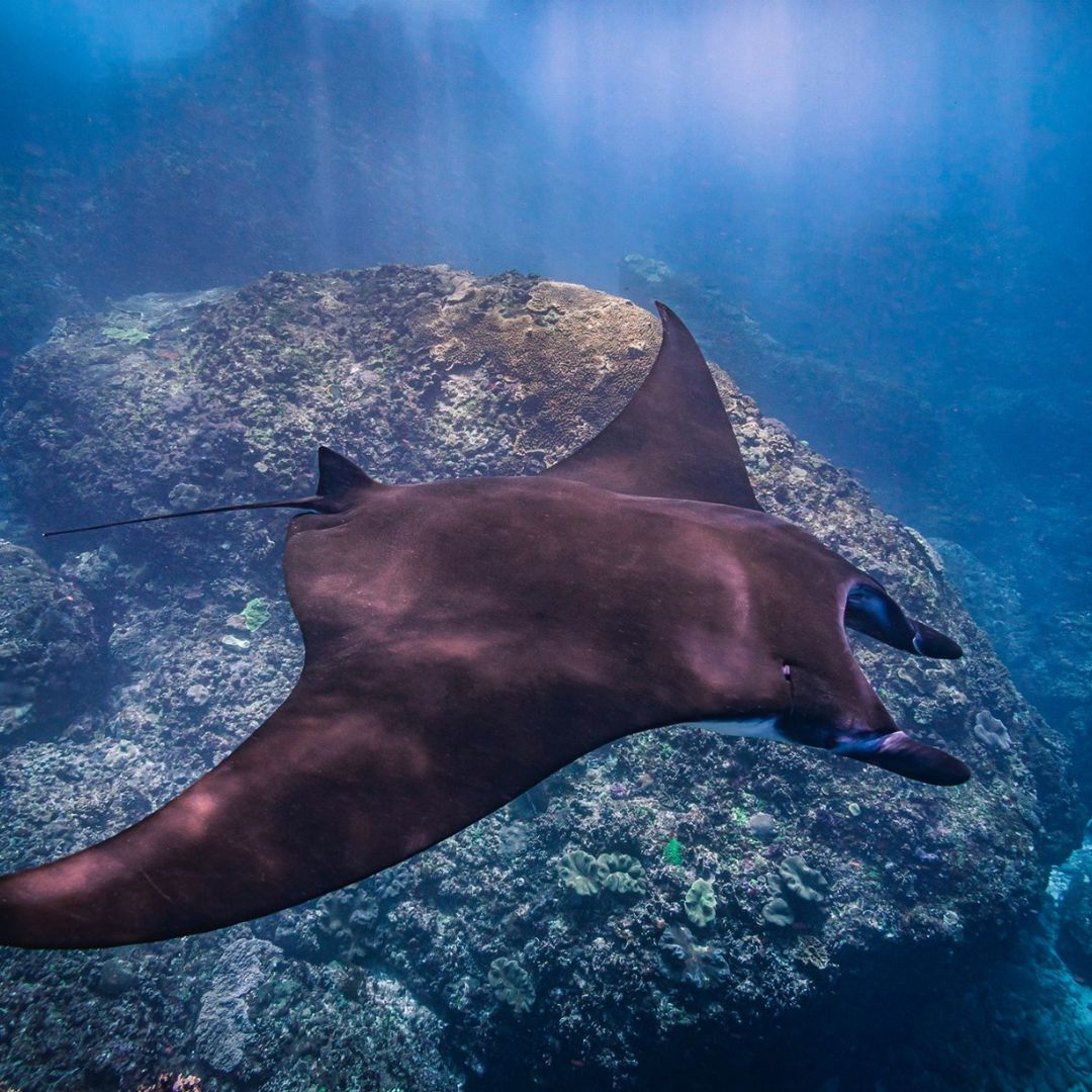 Discover Scuba Diving in Nusa Penida