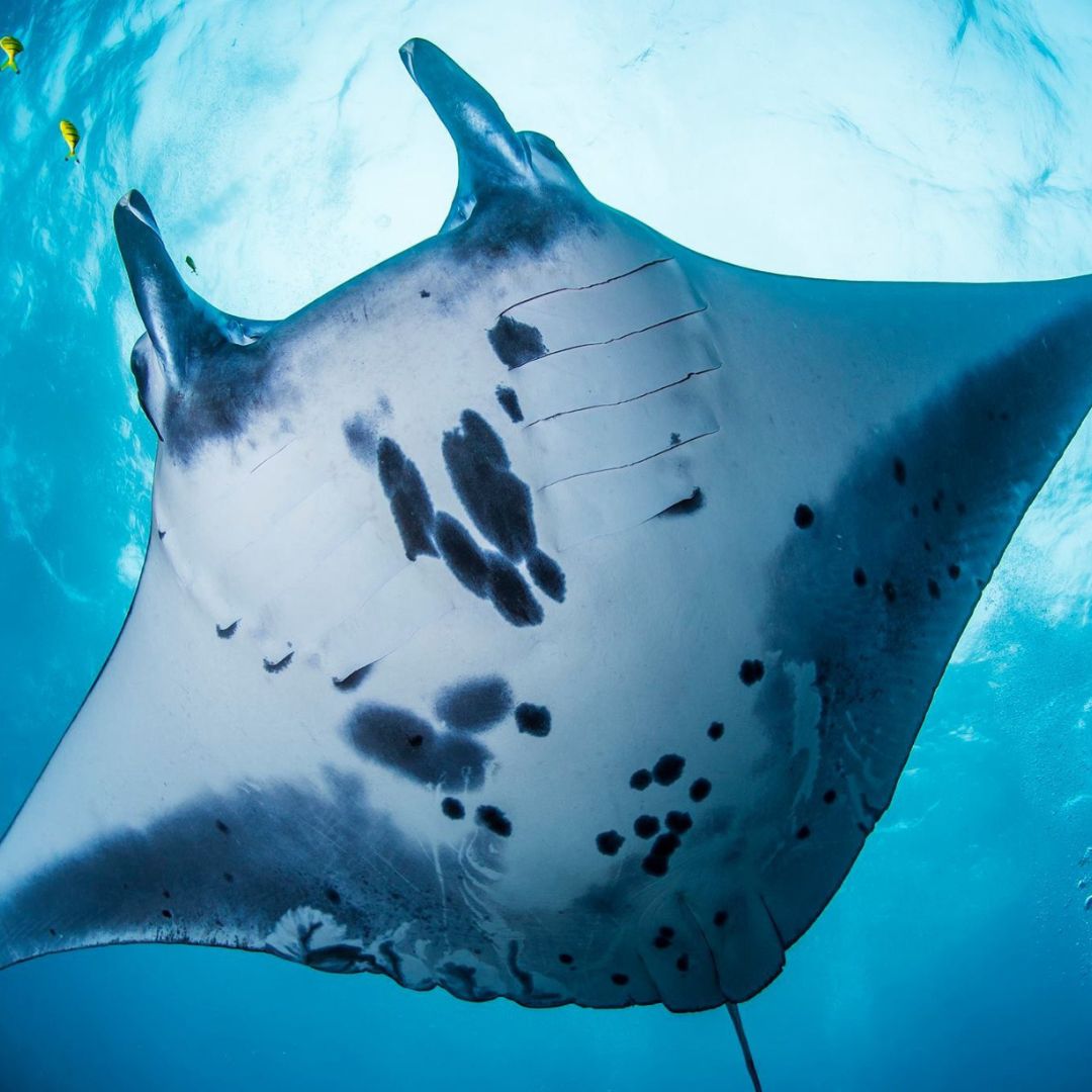 Discover Scuba Diving in Nusa Penida