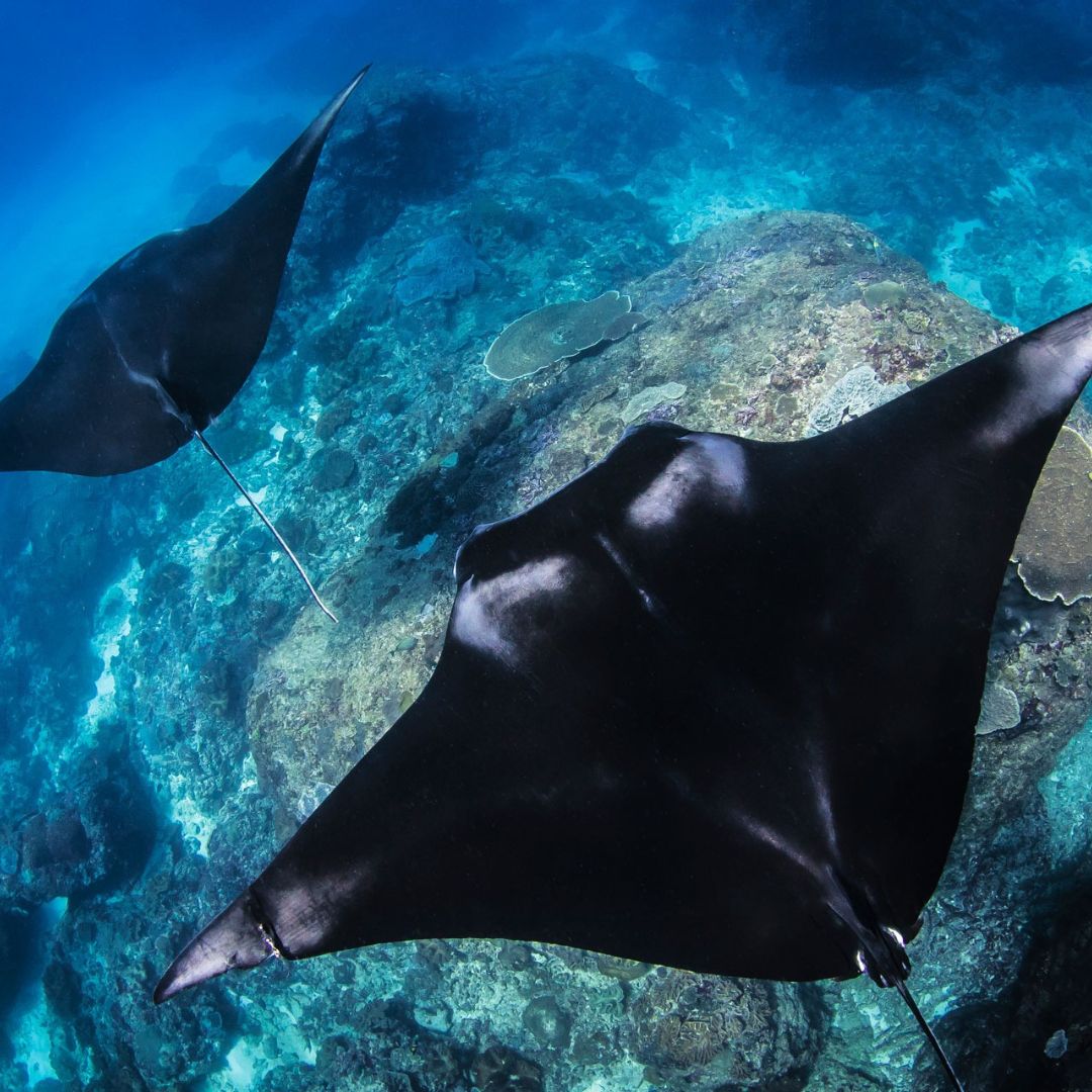 Open Water Diver Course in Bali