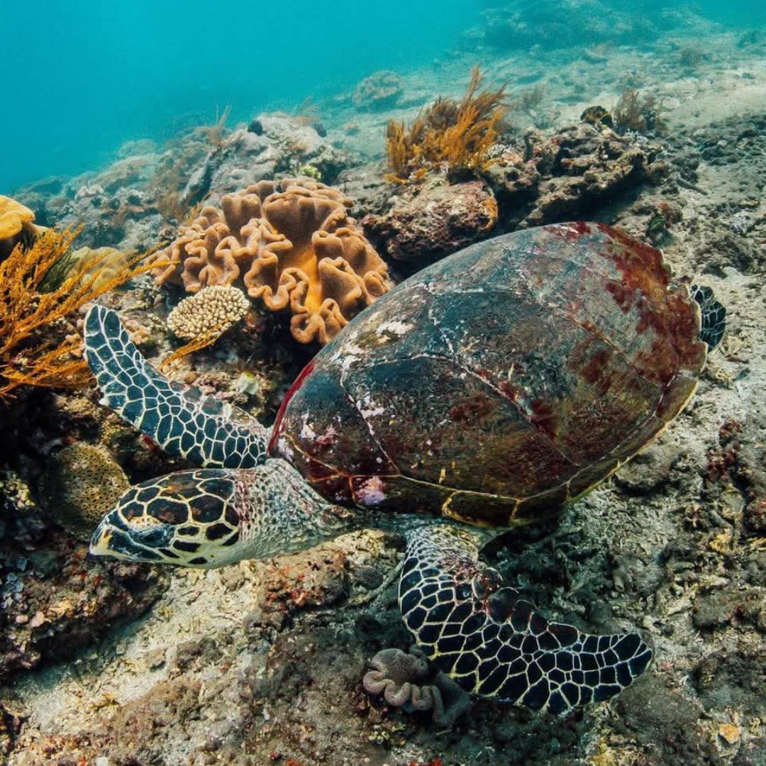 Scuba Diving in Amed
