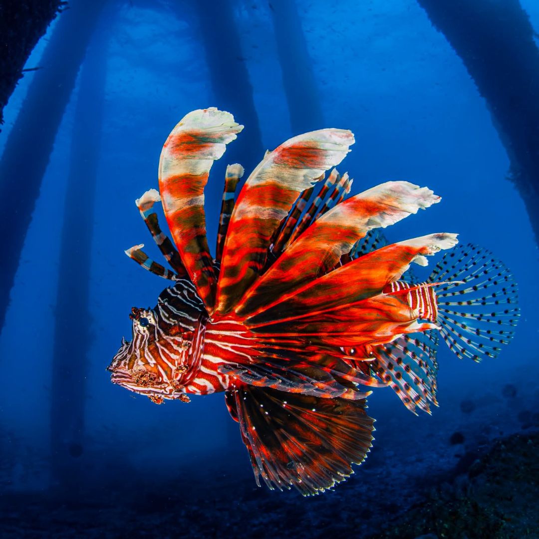 Scuba Diving in Amed