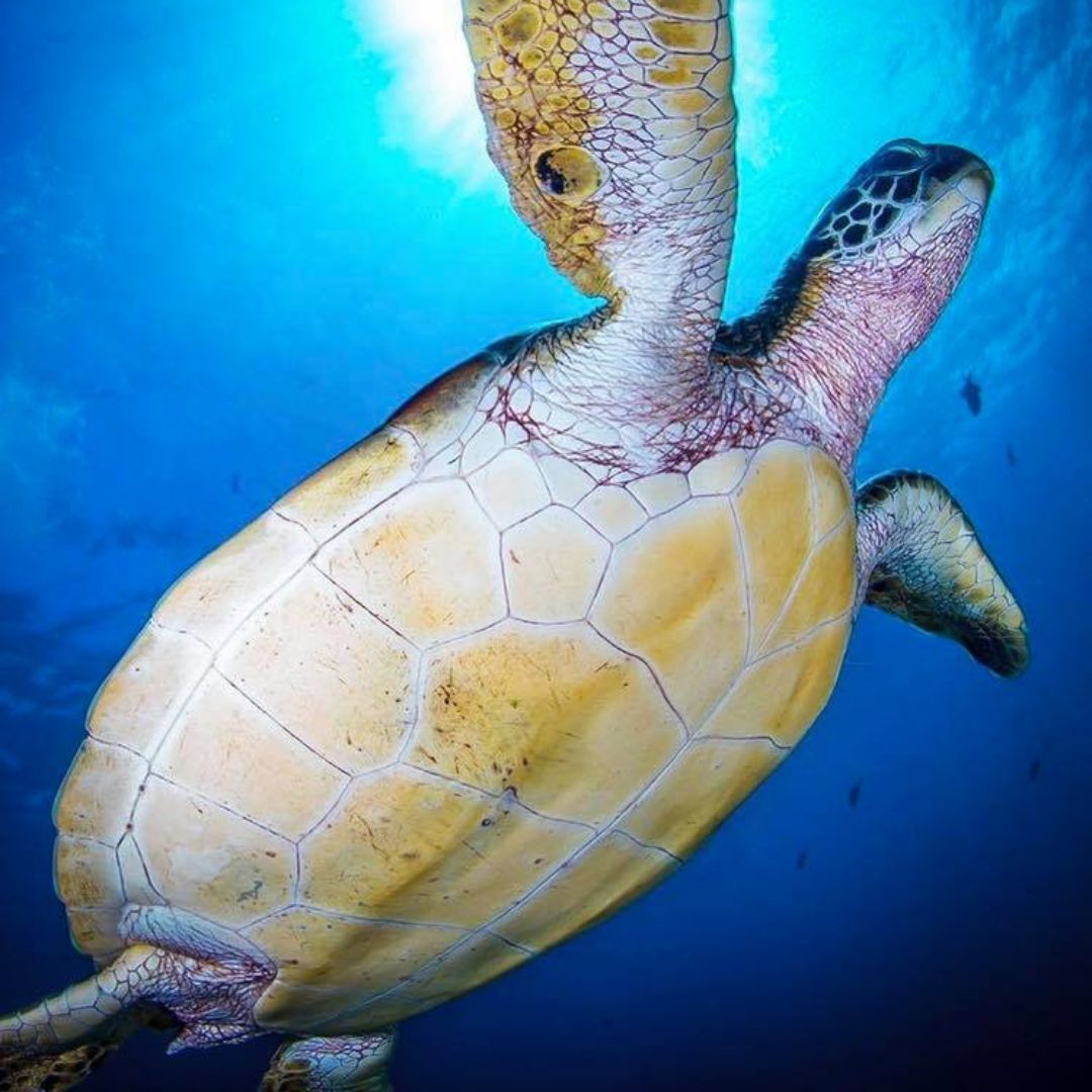 Scuba Diving in Amed