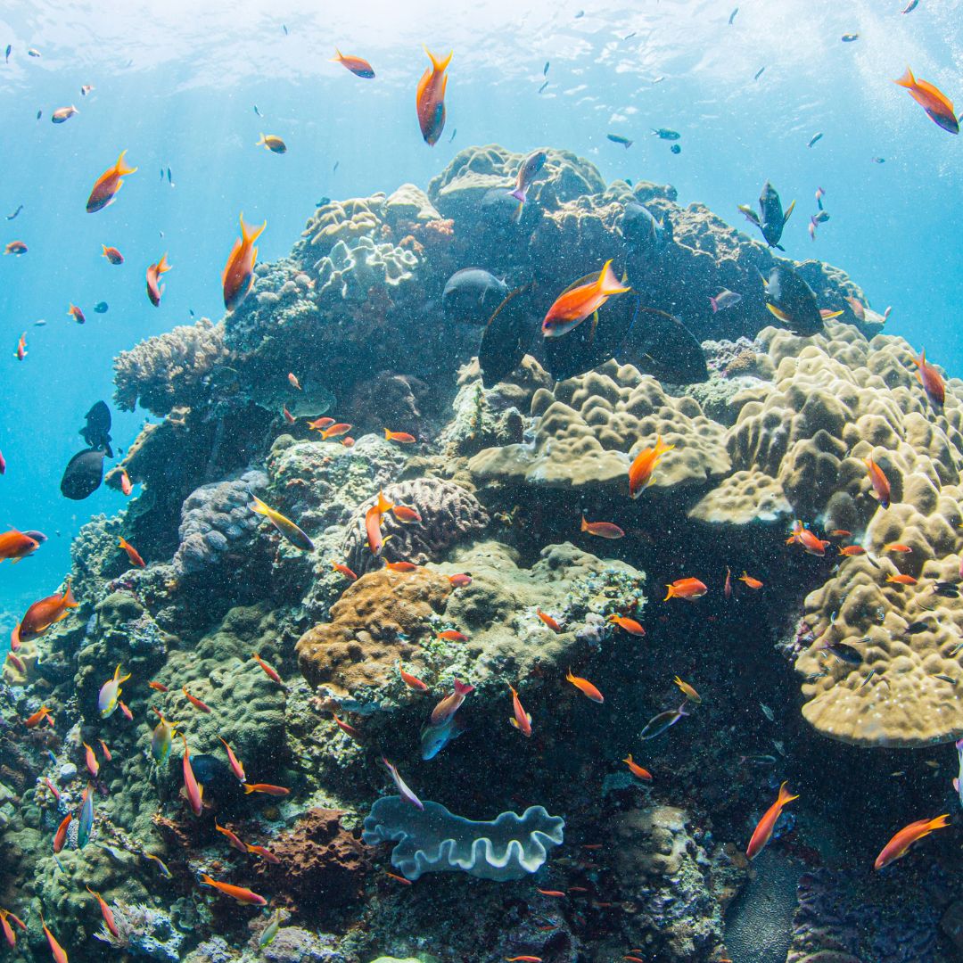 Open Water Diver Course in Bali