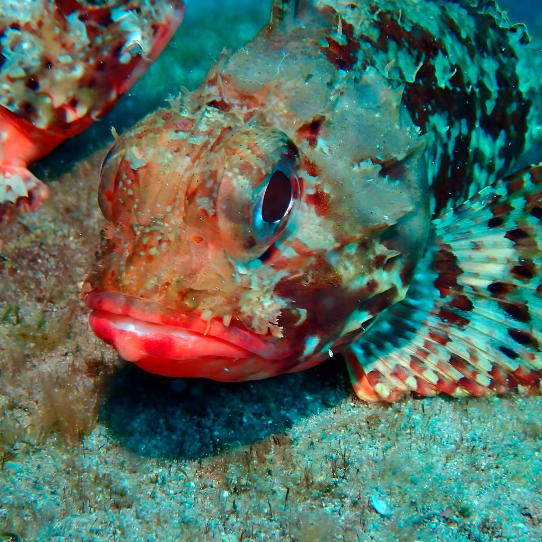 Try Scuba Diving in Flamingo Beach