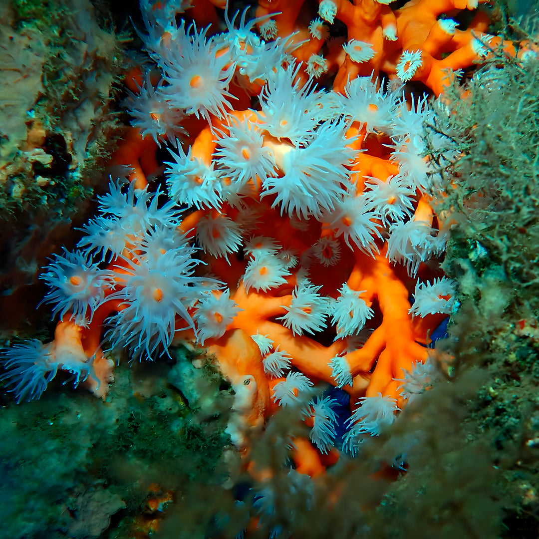 Try Scuba Diving in Flamingo Beach