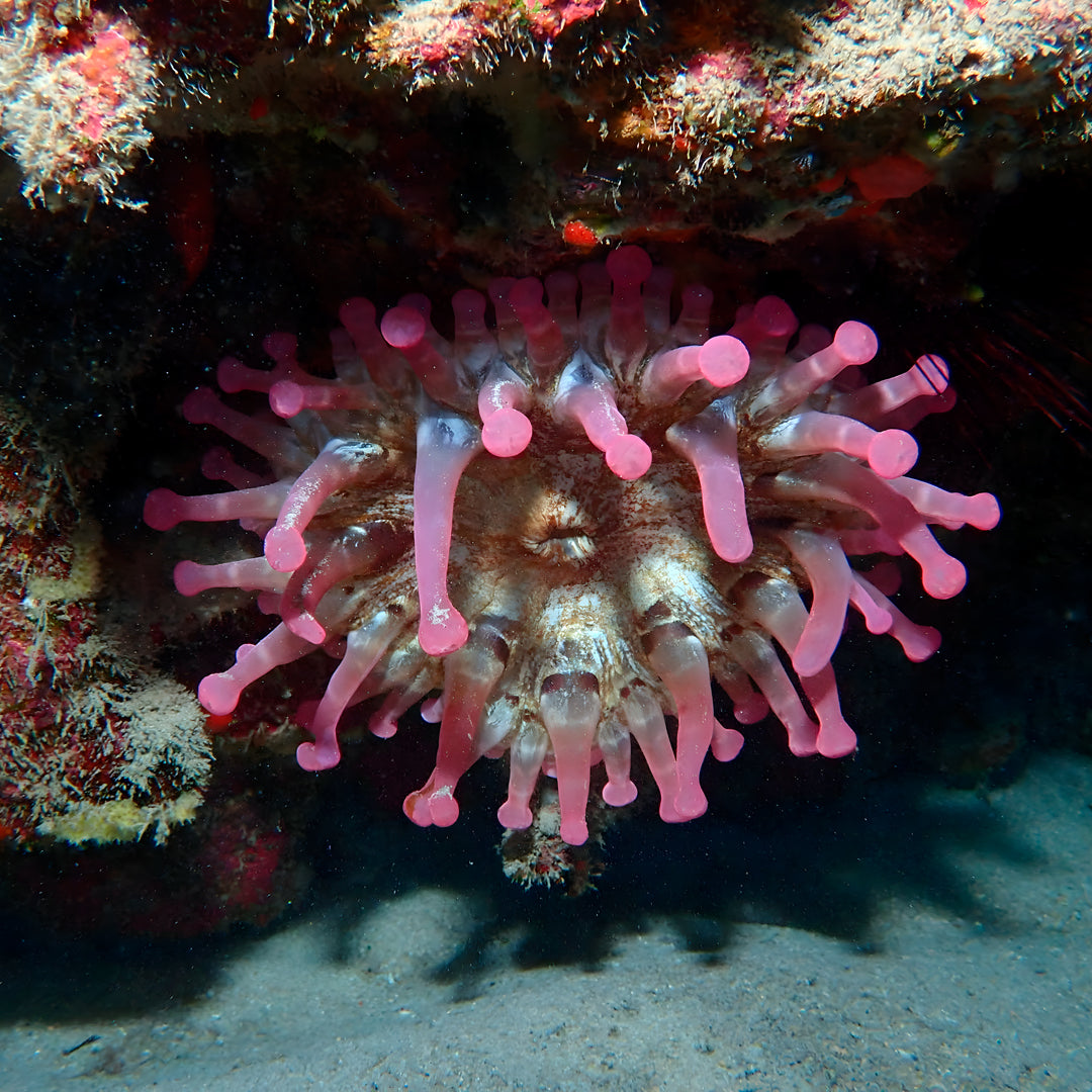 Try Scuba Diving in Flamingo Beach