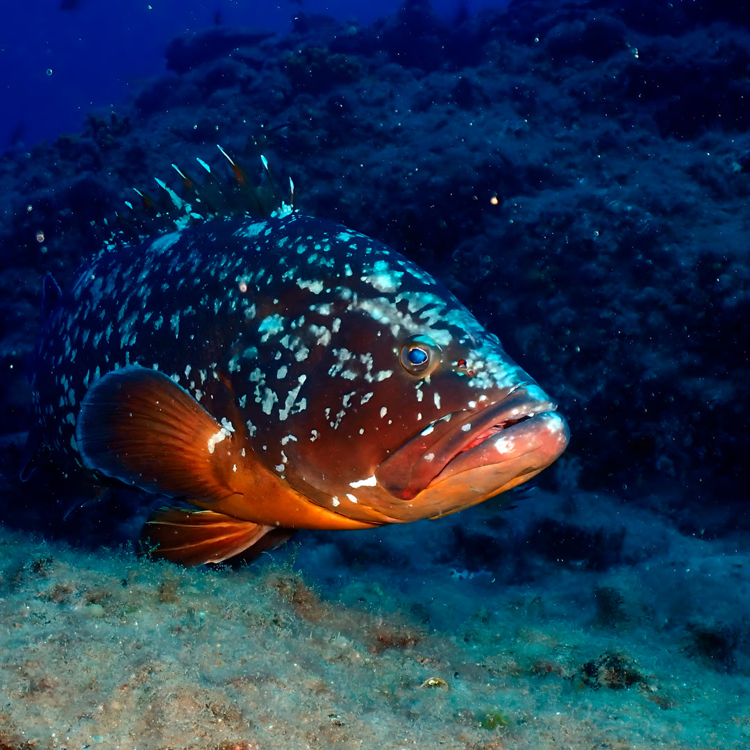 Try Scuba Diving in Flamingo Beach