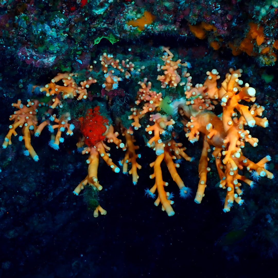 Scuba Diving at Flamingo Beach