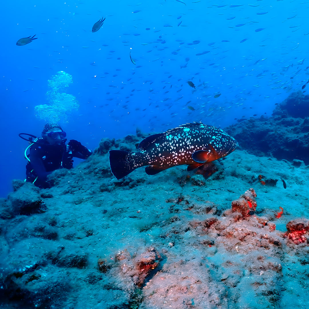 Lanzarote PADI Scuba Diving Course