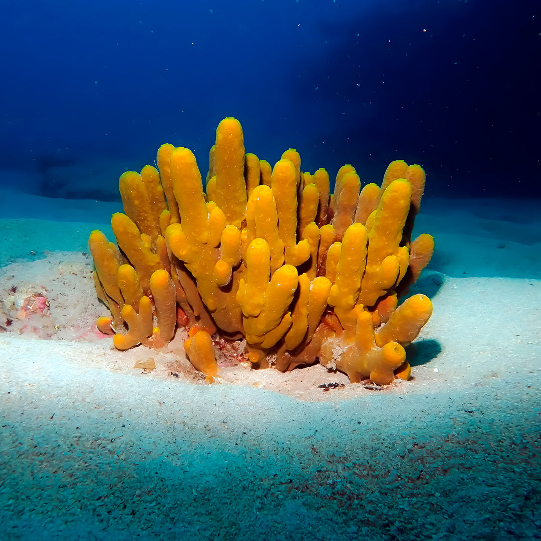 Scuba Diving at Flamingo Beach