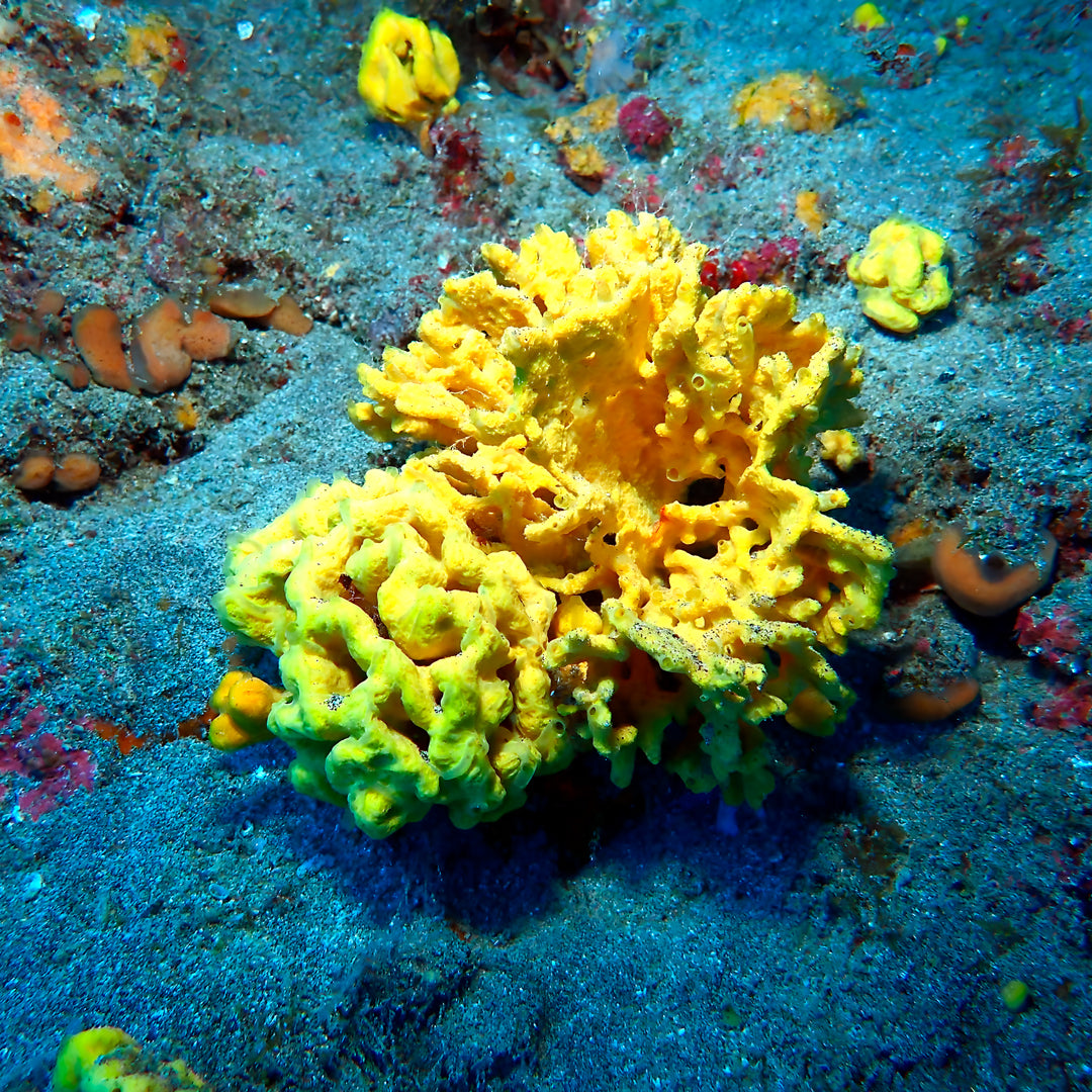 Scuba Diving at Flamingo Beach