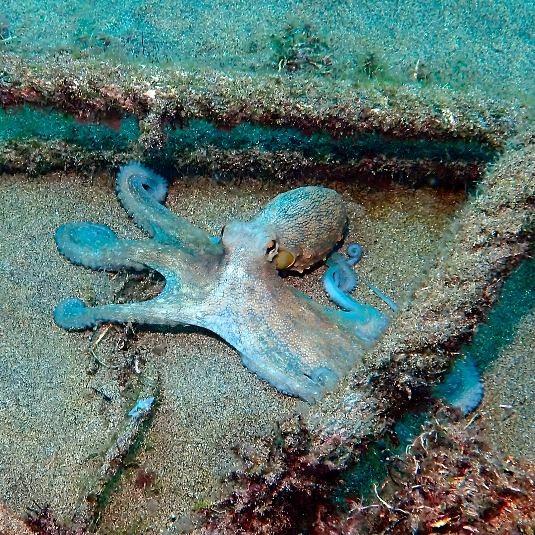 Scuba Diving at Flamingo Beach