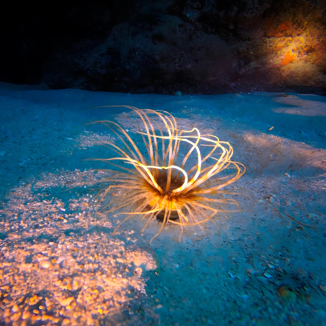 Lanzarote PADI Scuba Diving Course