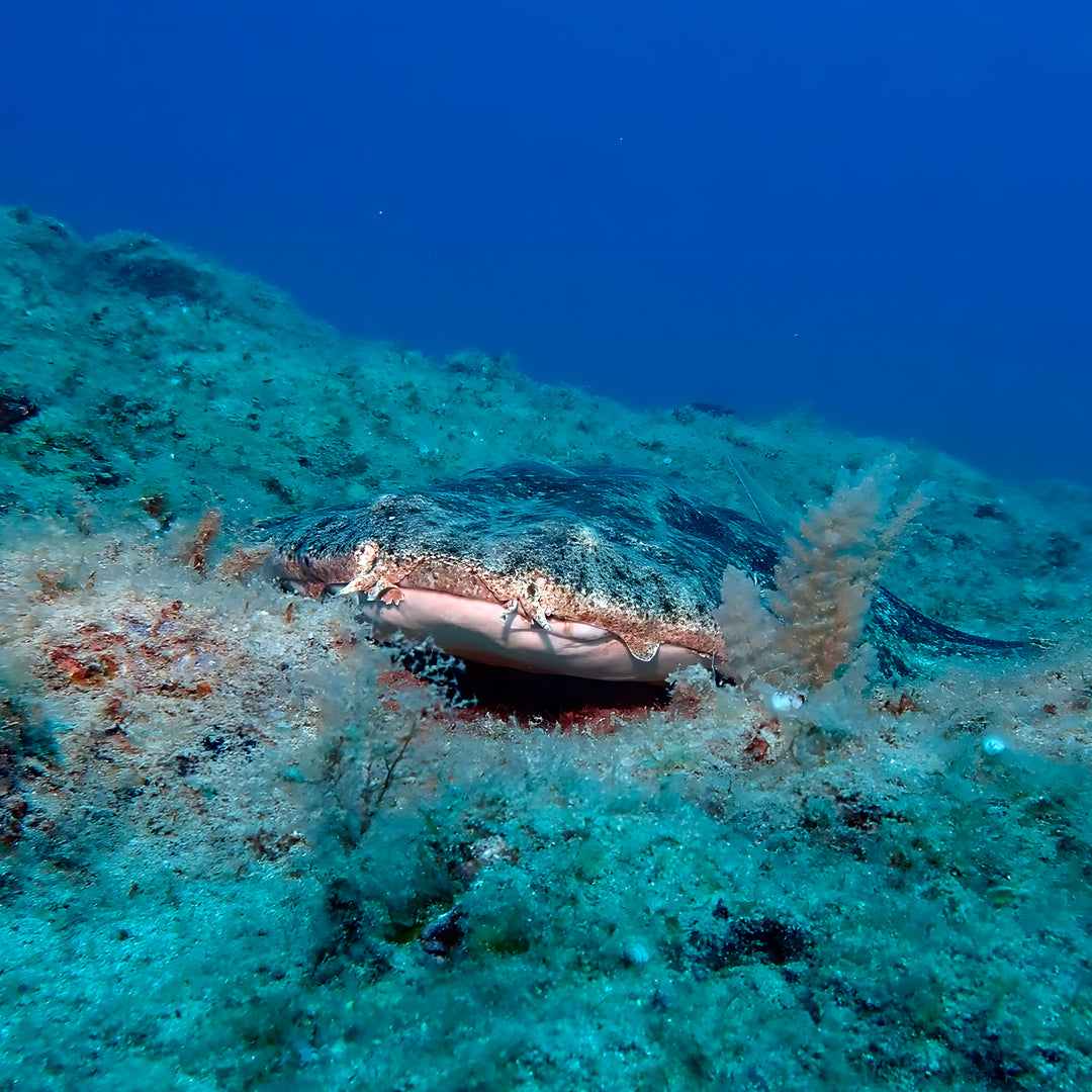 Lanzarote PADI Scuba Diving Course