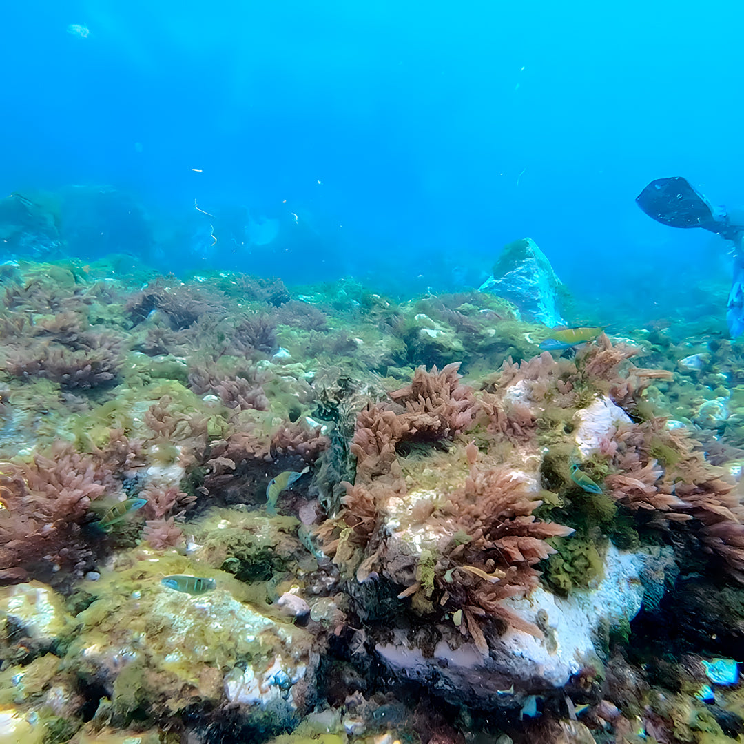 Lanzarote PADI Open Water Diver Course