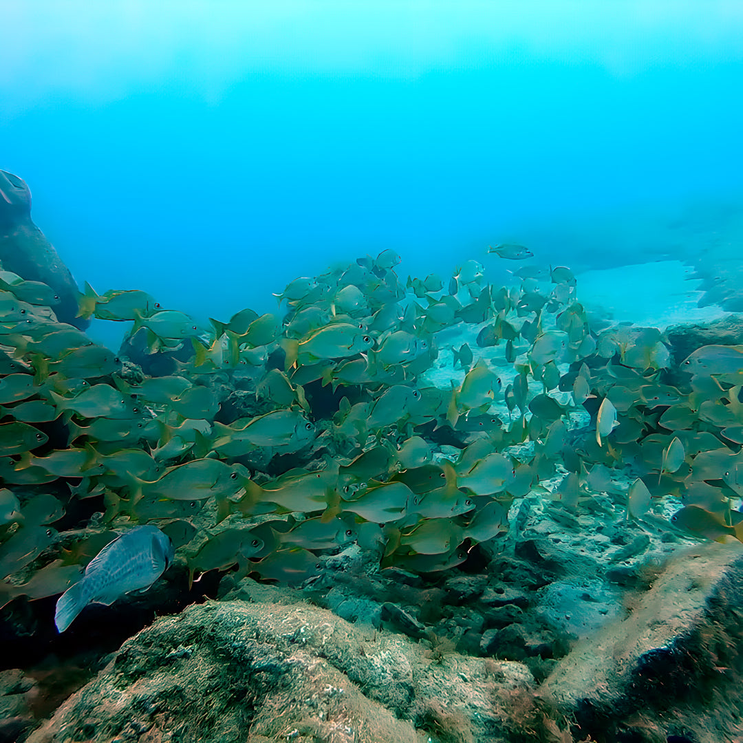 Lanzarote PADI Open Water Diver Course