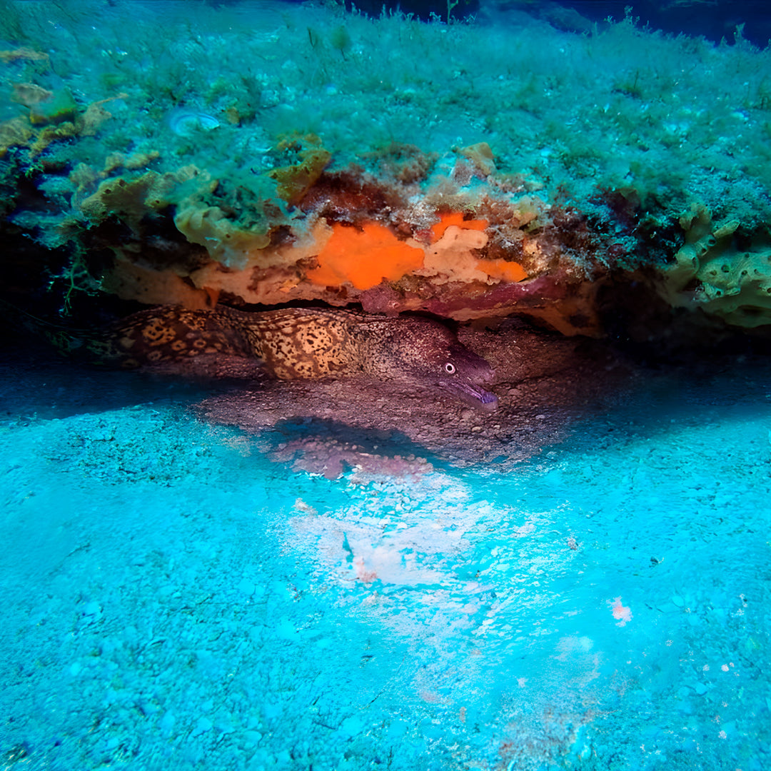 Lanzarote PADI Open Water Diver Course