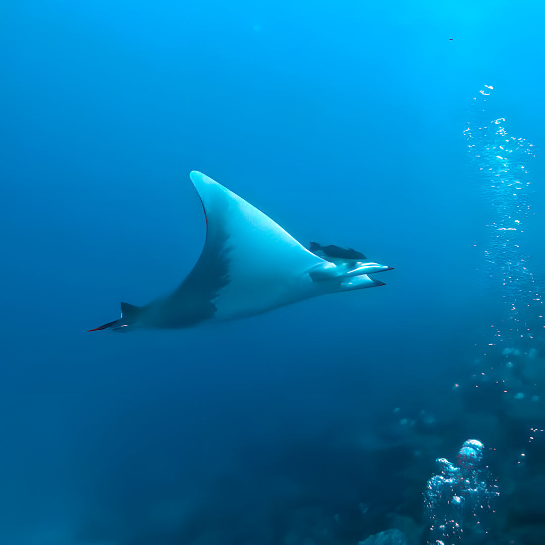 Lanzarote PADI Advanced Open Water Diver