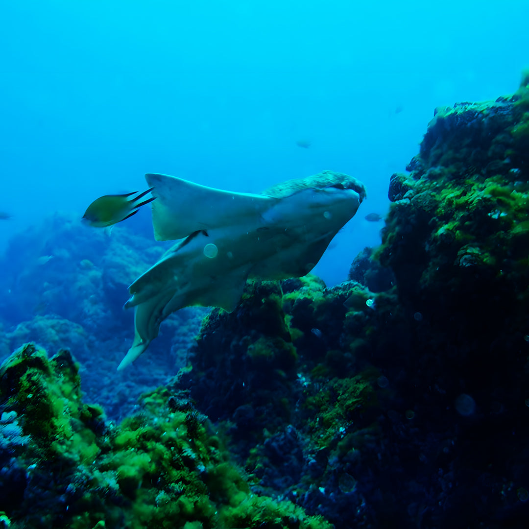 Lanzarote PADI Advanced Open Water Diver