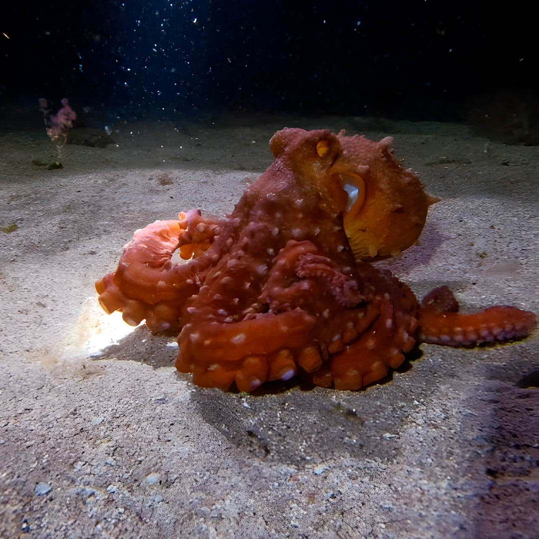 Double Discover Scuba in Flamingo Beach