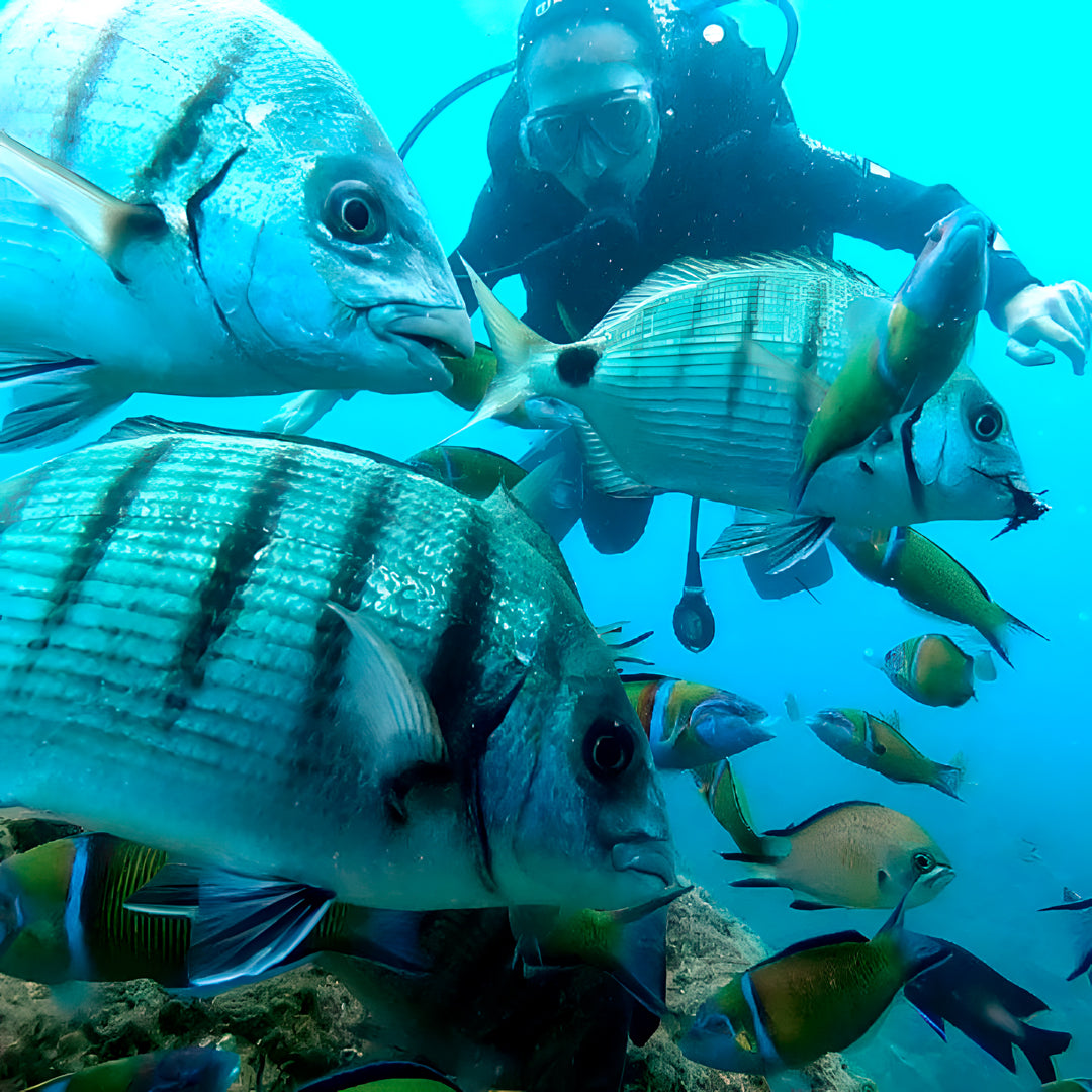 Try Scuba Diving in Flamingo Beach