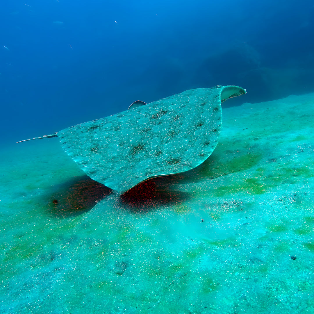 Double Discover Scuba in Flamingo Beach