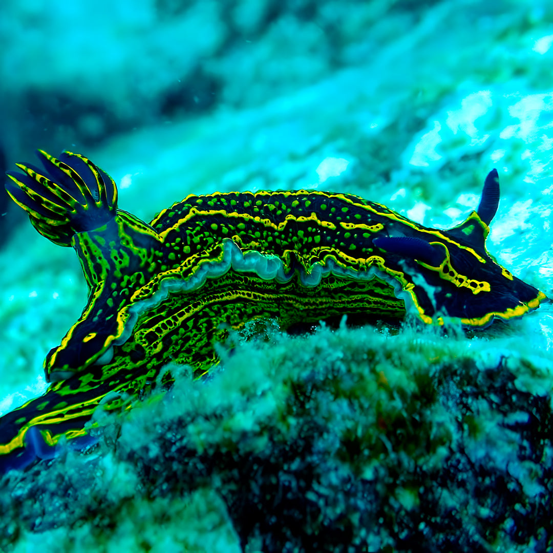 Double Discover Scuba in Flamingo Beach