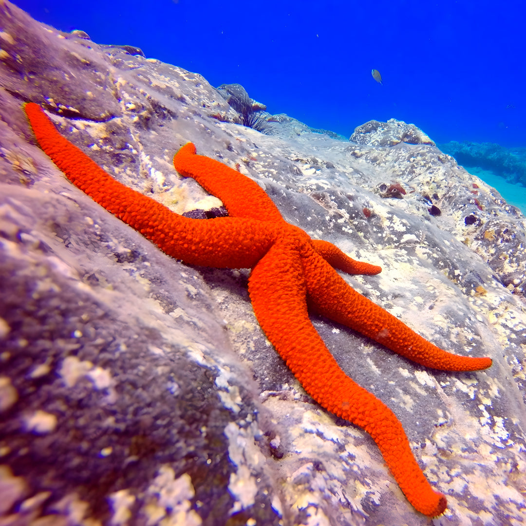 Double Discover Scuba in Flamingo Beach