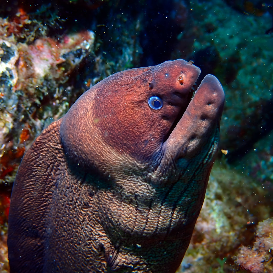 Discovery Dive in Dorada Beach