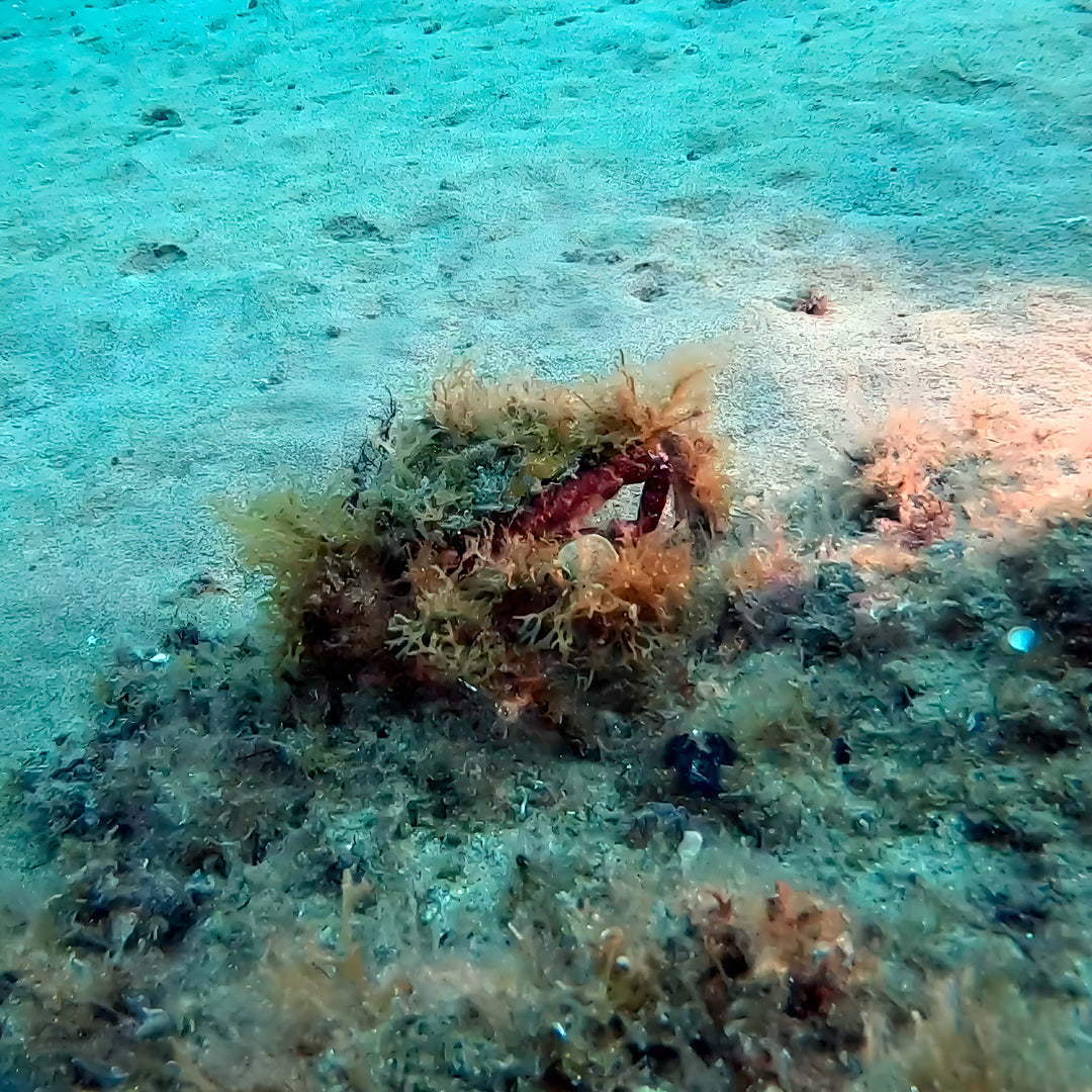 Discovery Dive in Dorada Beach