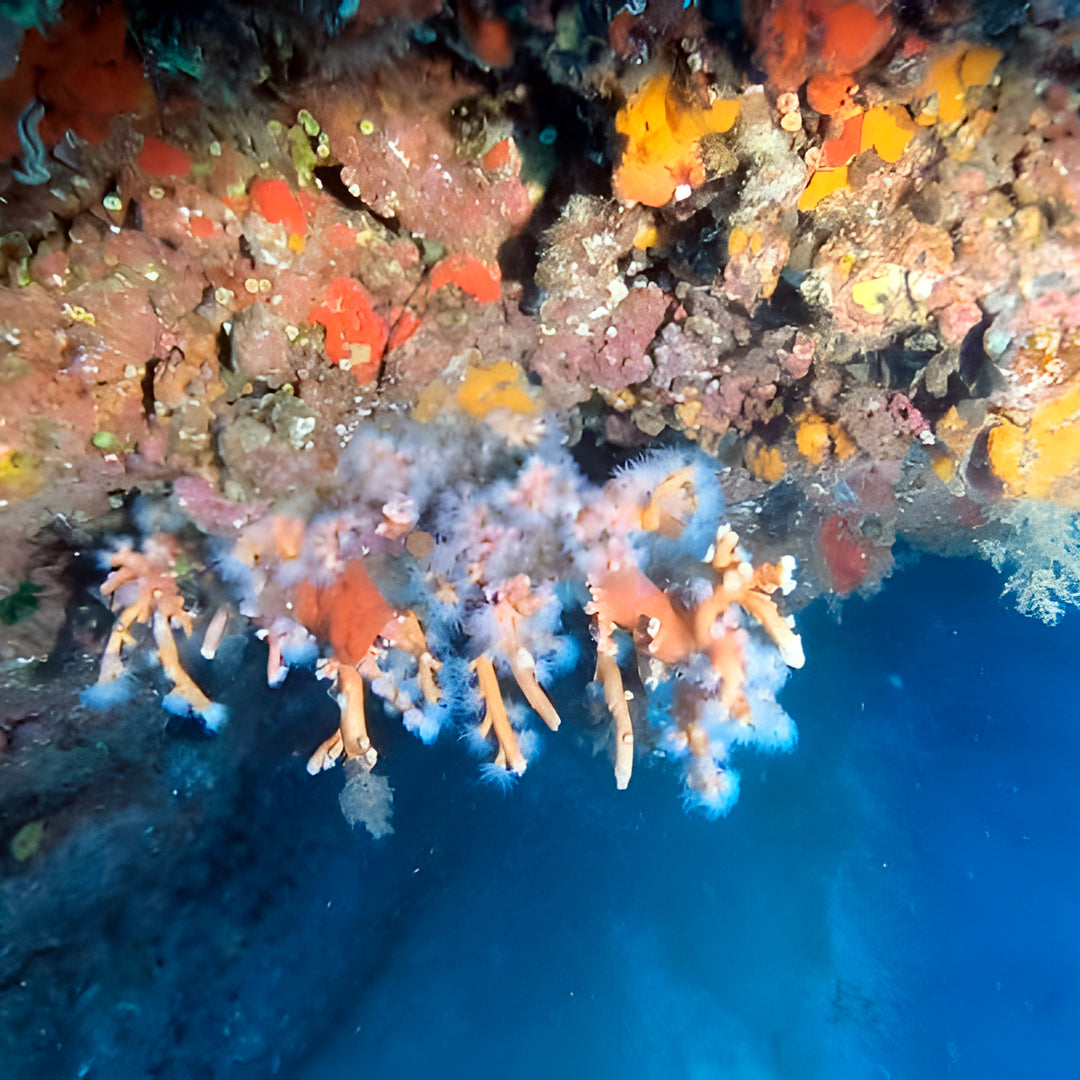 Discovery Dive in Dorada Beach