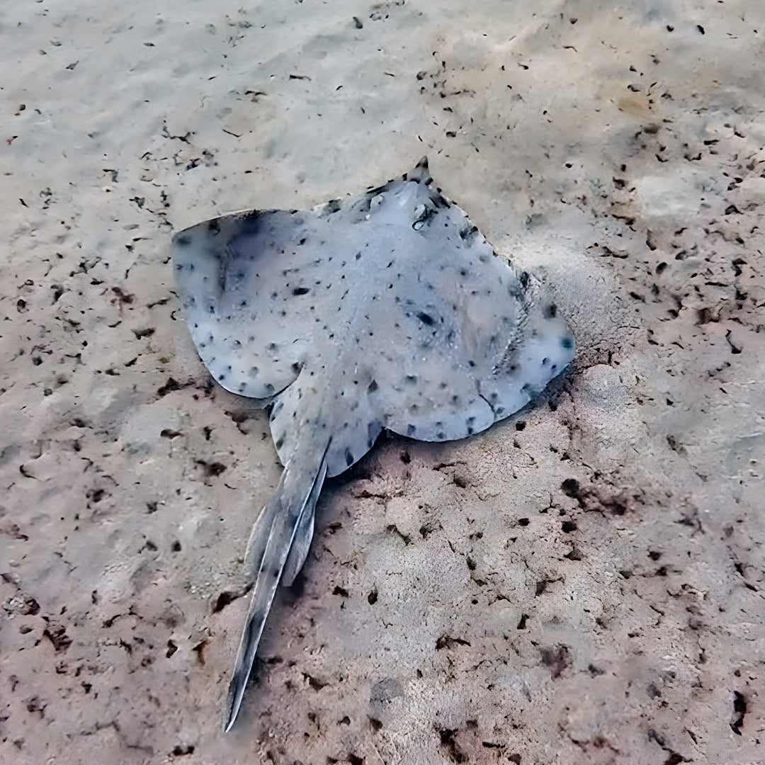 Discovery Dive in Dorada Beach