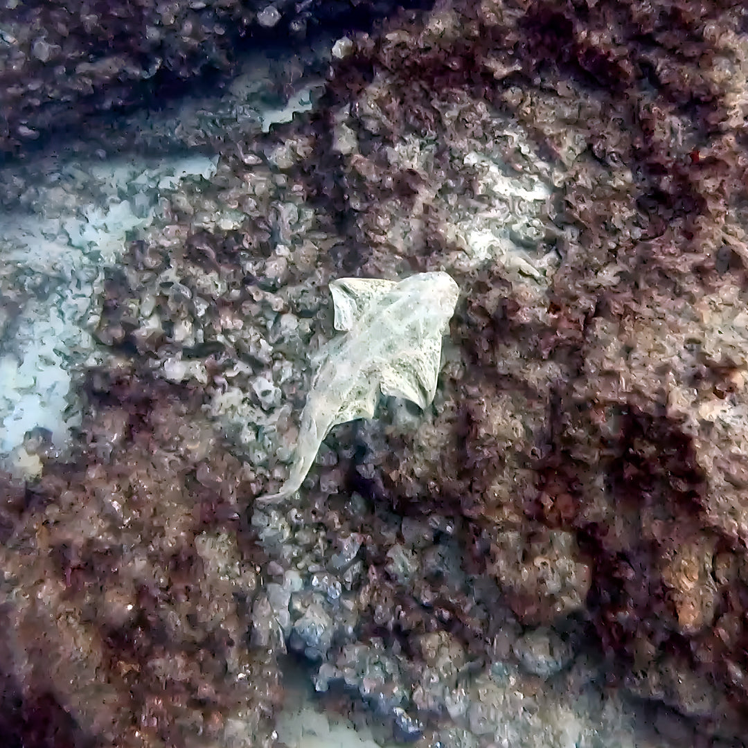 Discovery Dive in Dorada Beach