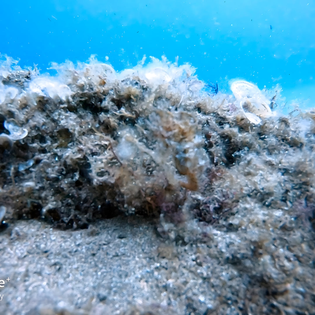 Lanzarote PADI Scuba Diving Course