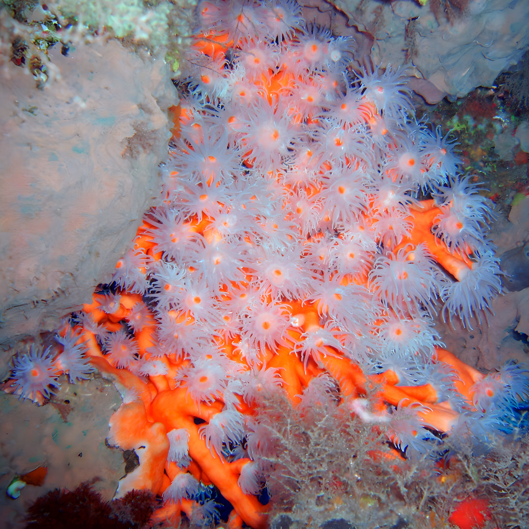 Scuba Diving at Flamingo Beach