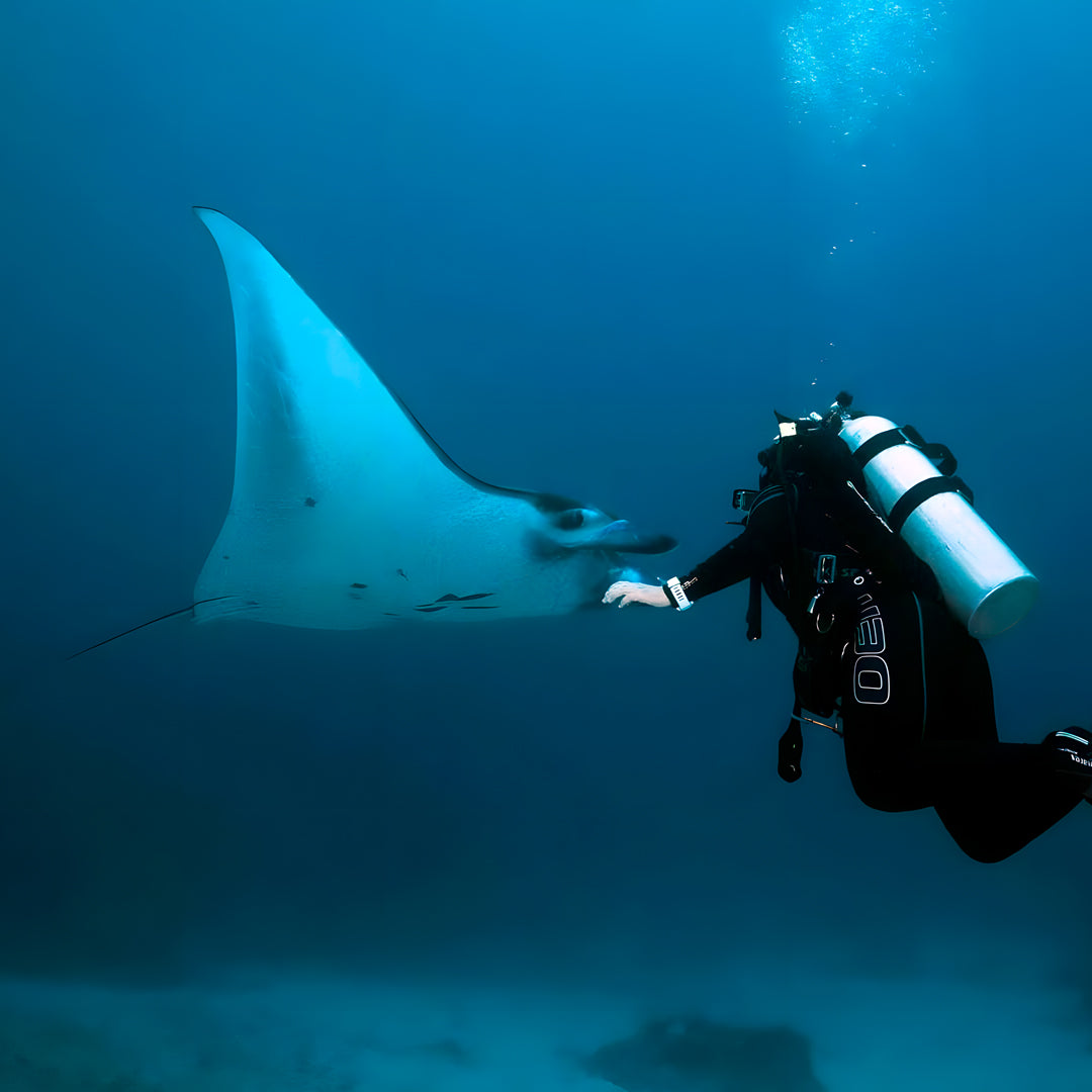 Try Scuba Diving in Flamingo Beach
