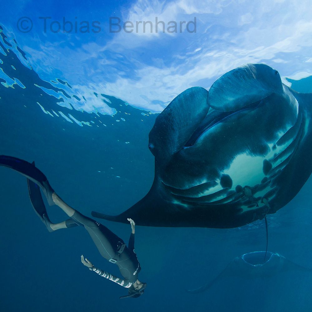 Advanced Freediving Course in Fiji