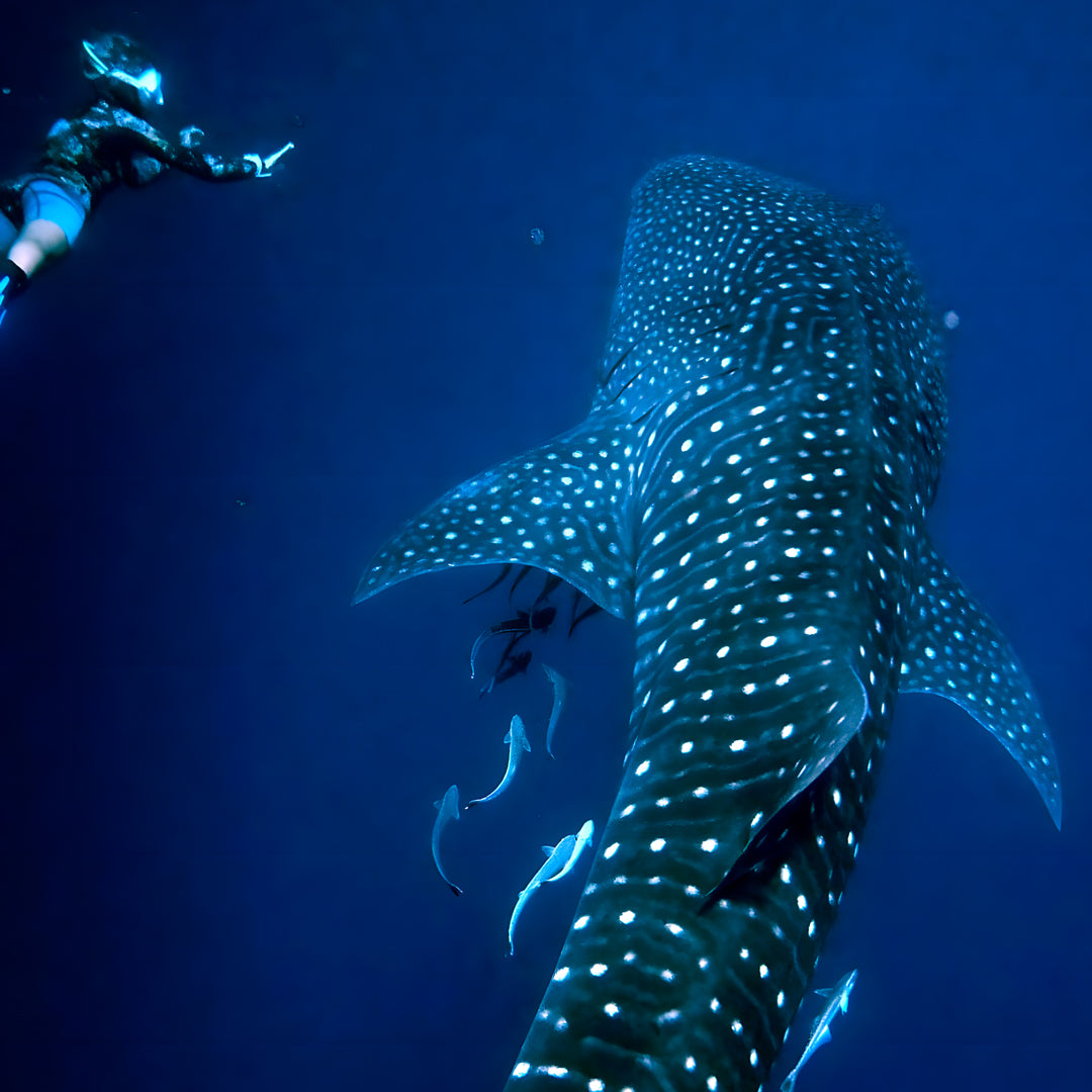Raja Ampat Freediving and Scuba Diving Liveaboard Freediving London
