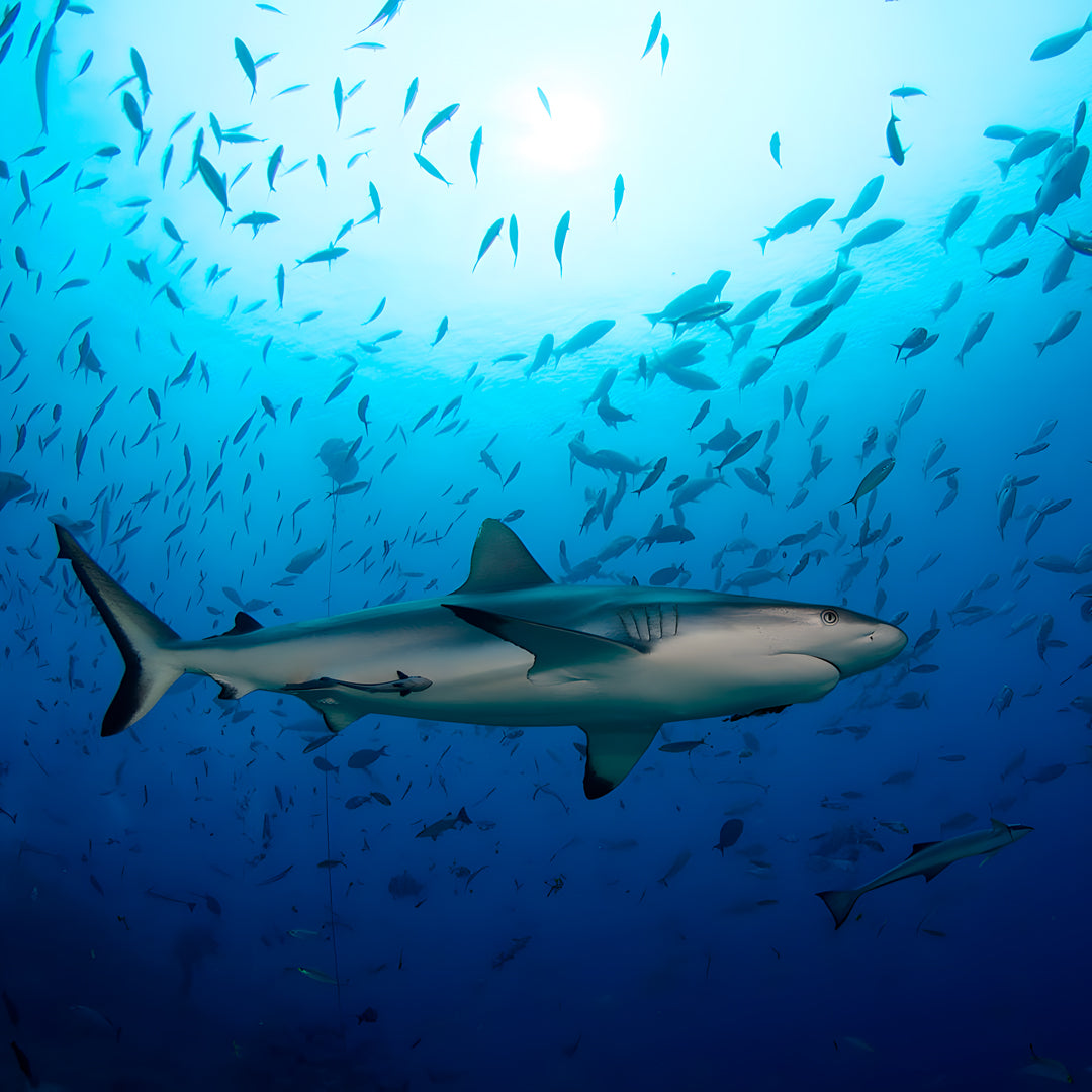 Freediving Liveaboard Maldives Blue Horizon