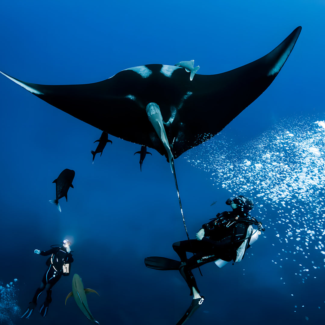 Freediving Liveaboard Maldives Blue Horizon