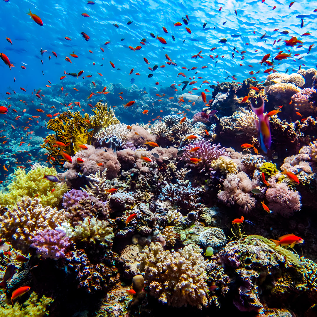 Freediving Liveaboard Maldives Blue Horizon