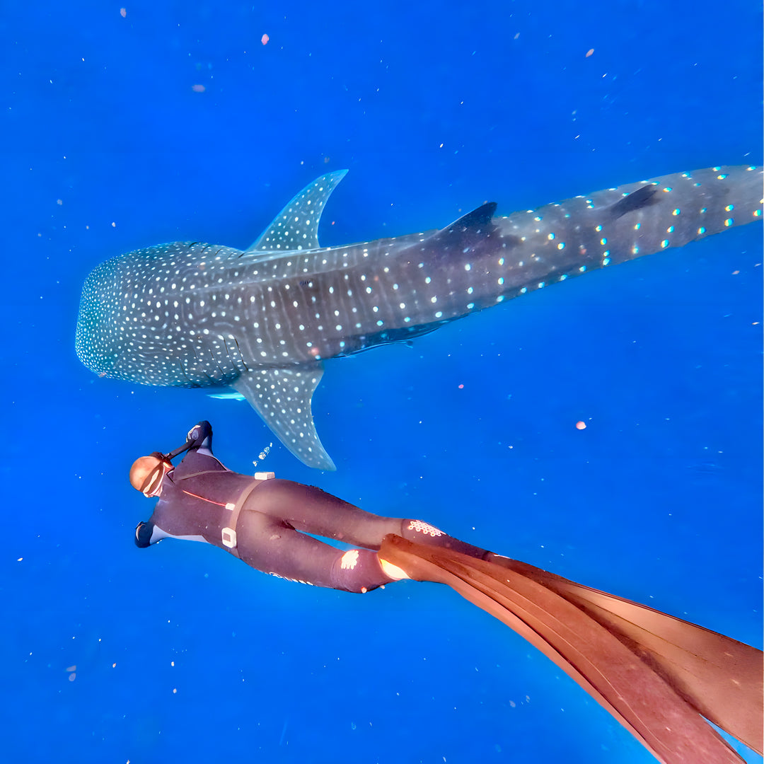 Africa Freediving Liveaboard Freediving Seychelles