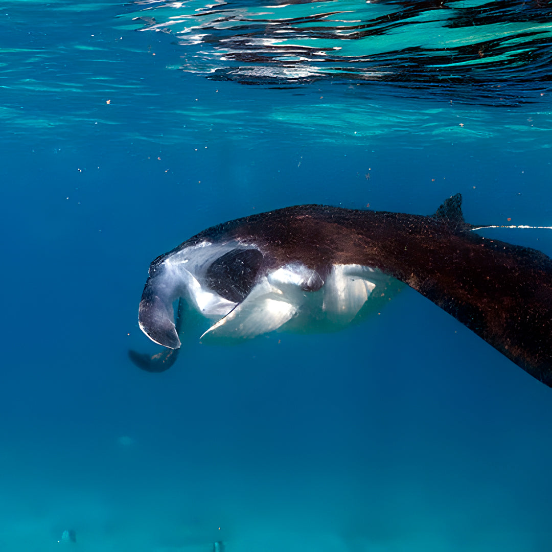 Africa Freediving Liveaboard Freediving Seychelles