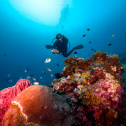 Labuan Bajo Komodo Scuba Diving Liveaboards