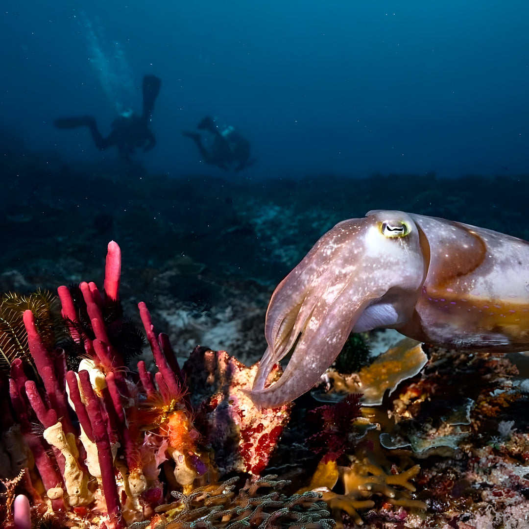 North and Central Komodo Essentials Liveaboard