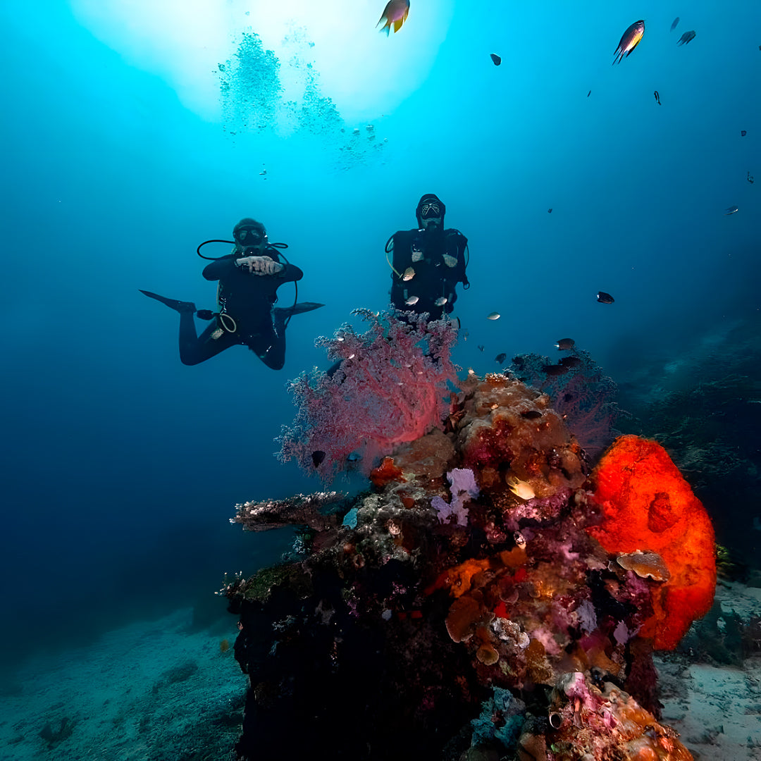 Komodo Highlights Liveaboard Lotus Liveaboard