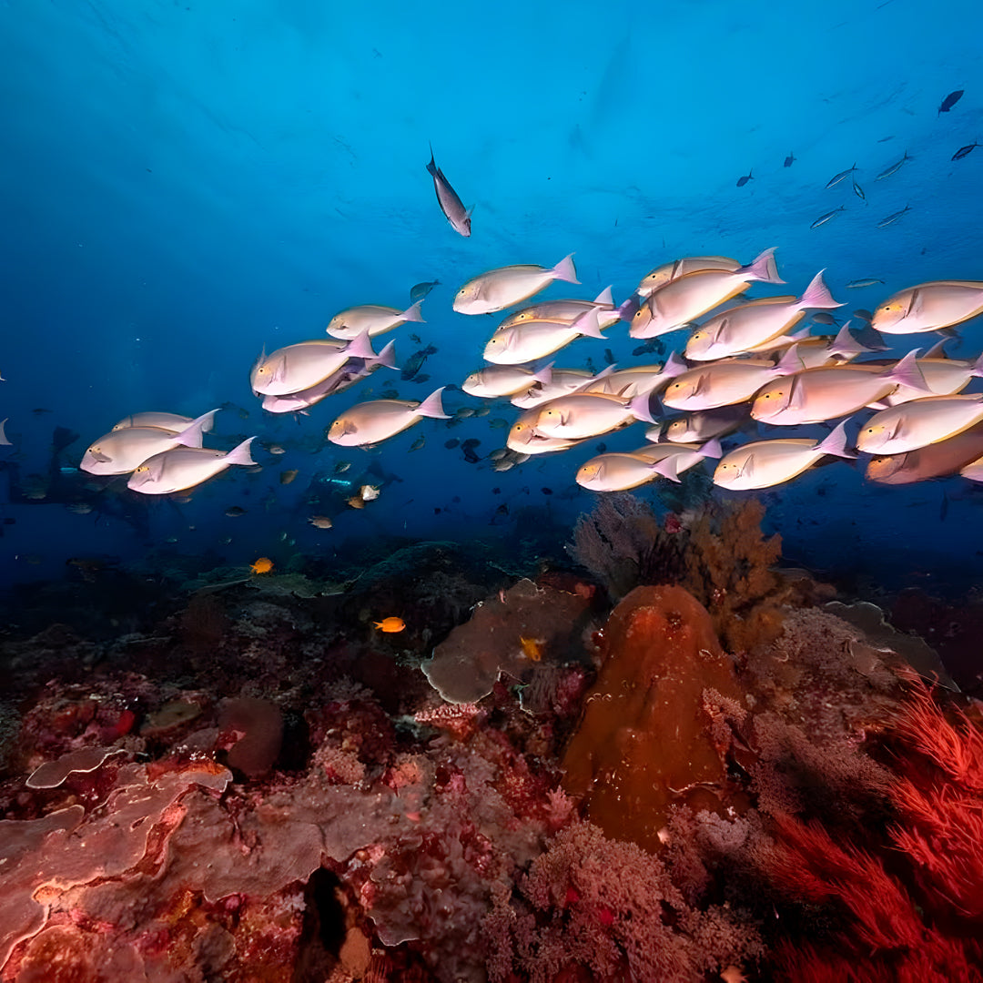 Komodo Highlights Liveaboard Lotus Liveaboard